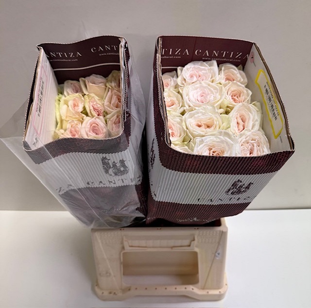 Rosa ec white ohara CT.jpg